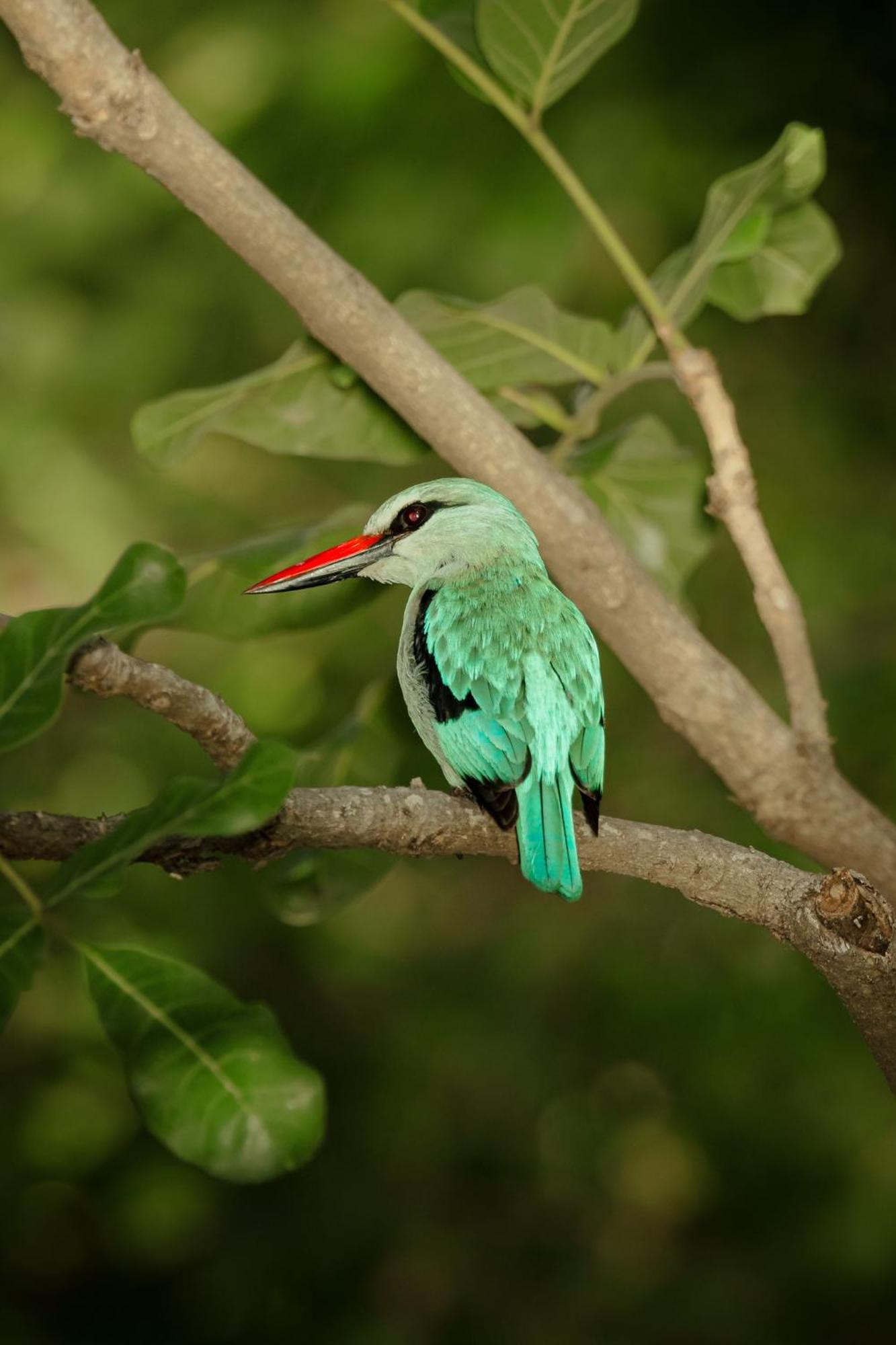 Askiesbos - Samochima Bush Camp Shakawe المظهر الخارجي الصورة